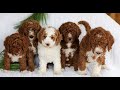 Mini Goldendoodle dogs for sale: Comet  - Video 1