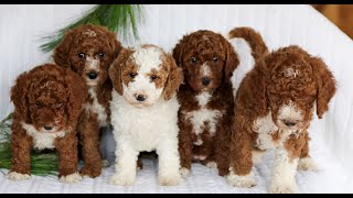Video preview image #1 Goldendoodle (Miniature) Puppy For Sale in LITITZ, PA, USA