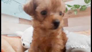 ハーフ犬の動画01