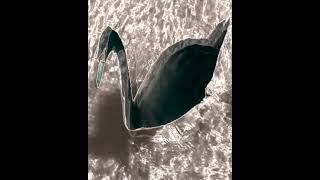 A Cause In Distress – “Dead Swans”