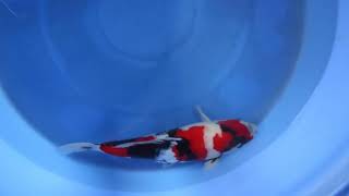 video van Showa 2411021