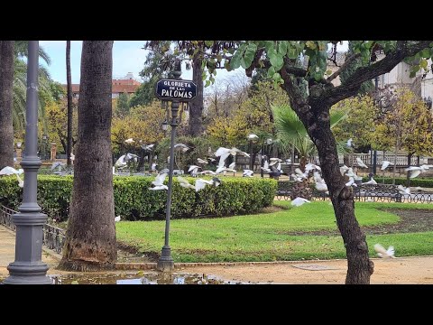 BOTANICAL ITINERARY OF THE MARIA LUISA PARK VLOG IN SEVILLE  #touristplace #sevilla #marialuisa