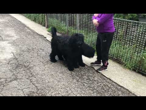 Schwarzer Russischer Terrier Welpe kaufen