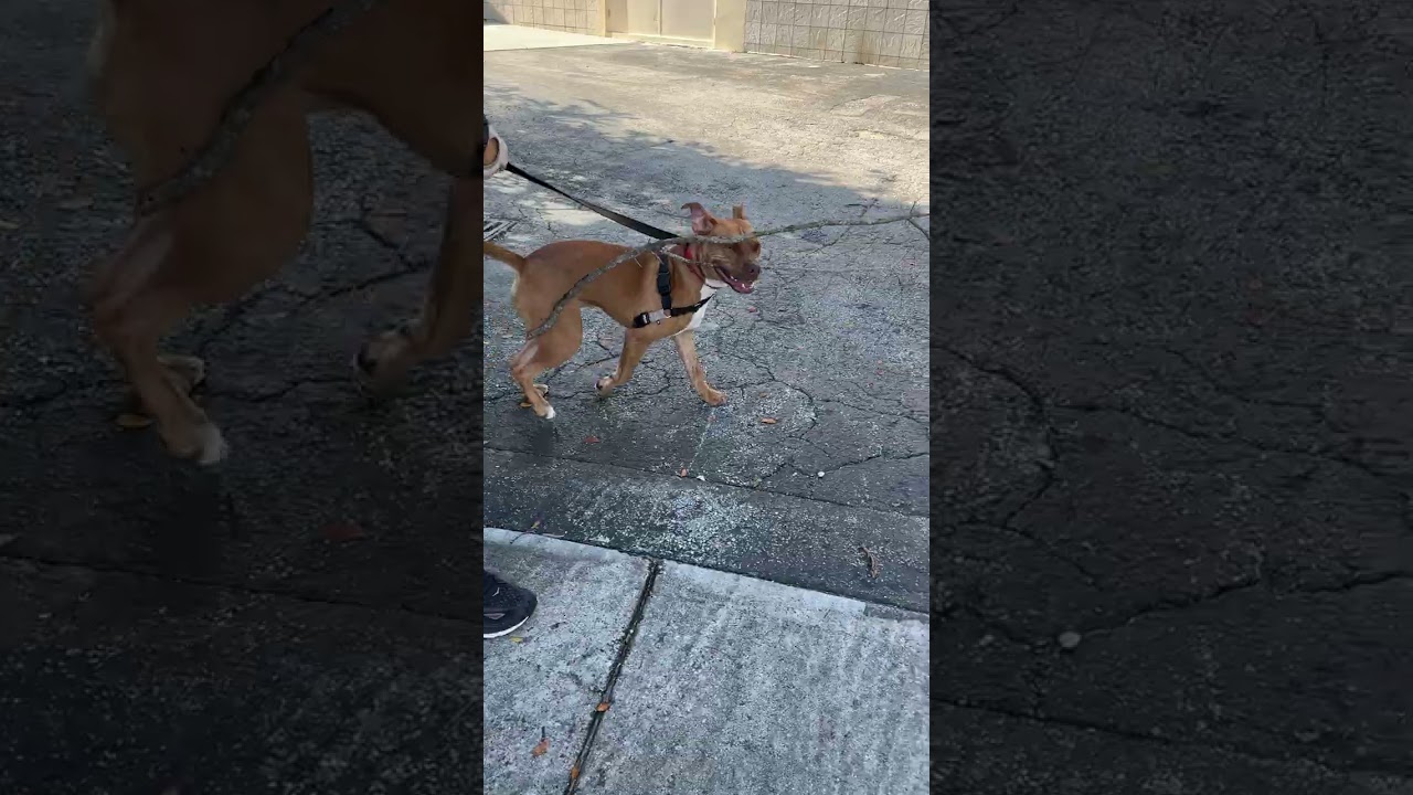 Enlarge Scrappy, a Adoptable mixed breed in Miami, FL video 6/6