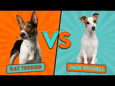 Jack Russell vs. Rat Terrier - Which Breed Is Better For You