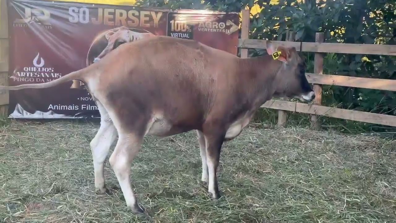 LOTE 27 - PRINCESA; BR 01; PRODUTO DE I.A.; GENÉTICA NOVA ZELÂNDIA RIVERVIEW; NASC.: OUT/24