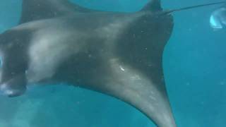 preview picture of video 'Snorkeling with Manta Rays on the Maledives - 02'