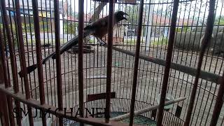 Download lagu cendet raja ekor panjang!! gacor bongkar isian mp3