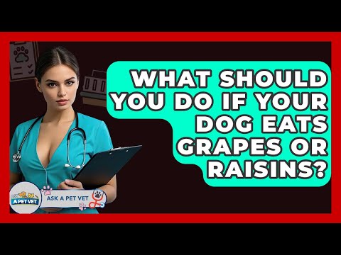 What Should You Do If Your Dog Eats Grapes Or Raisins? - Ask A Pet Vet