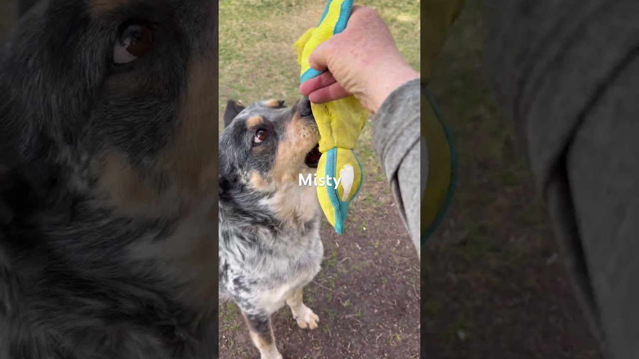 Enlarge Misty, a Adoptable mixed breed in Durango, CO video 3/5