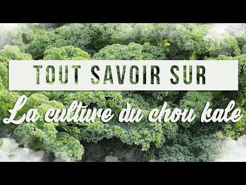 , title : 'Tout savoir sur la culture du choux kale 🥬'
