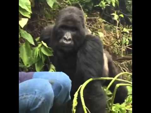 African Quest Safaris -  Breathtaking Silverback Gorilla encounter