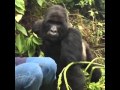 African Quest Safaris Breathtaking Silverback Gorilla Encounter