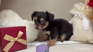 ハーフ犬の動画01