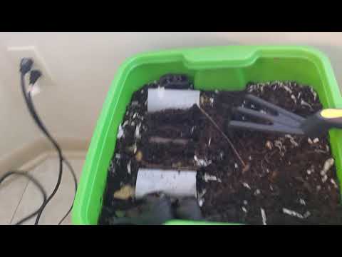 Hot Frog Living Composter Day 4 - Checking In - Vermicomposting