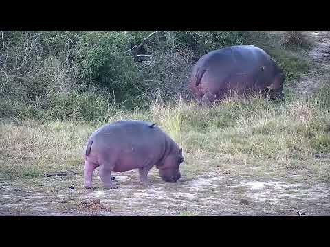 Djuma: Hippos out of water feeding - 17:14 - 06/20/2022