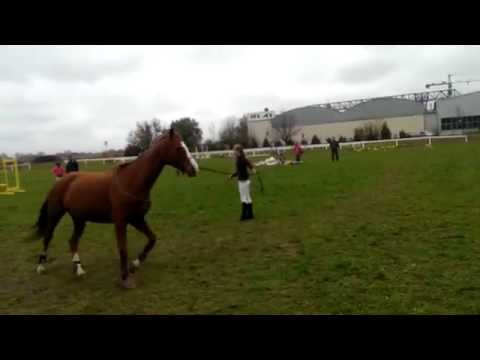 A kezdetek:D 2014.október 25. Vép