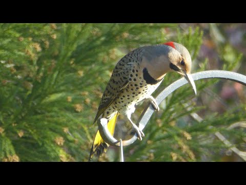 Birds of Central Maryland - Part 1