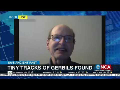 SA's Ancient Past Tiny tracks of gerbils found