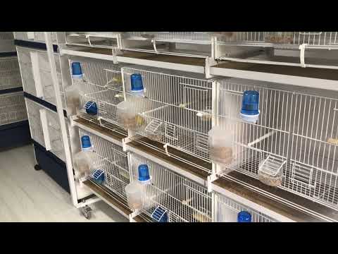 New Canary Breeding Room. Males in preparation for Breeding April 2023.