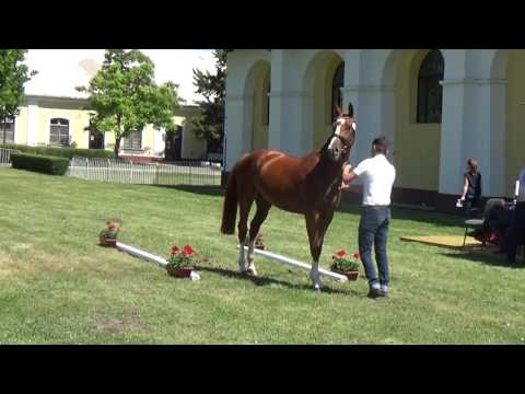 Cinderella 2014 Premium HSH mare Cinnamon x Contendro ll x Capitol l