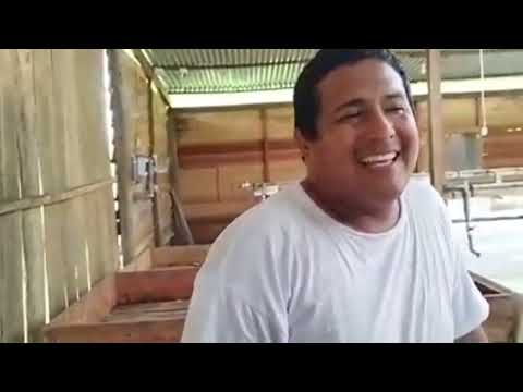 criadero de arapaima gigas o paiche .(  arapaima gigas hatchery)