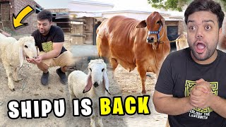 Shippu Is Back 😍 | Mandi Ka 2 Crore Ka Jaanwar 😱 | Bakra Mandi 2025 😍