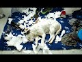 Dogs Who DESTROY A Compilation