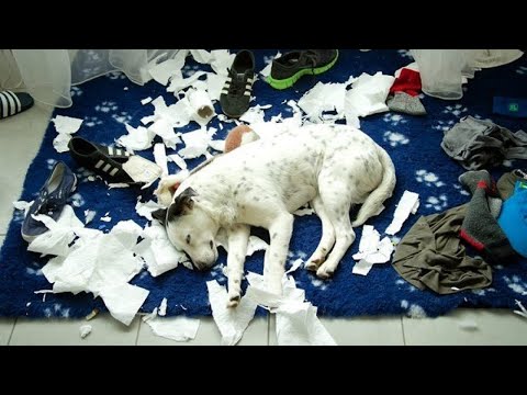 Dogs Who DESTROY! (A Compilation)