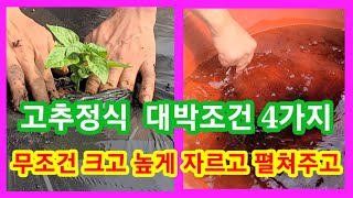 고추정식 대박조건 4가지  무조건 크고 높게 자르고 펼쳐라~고추농사 잘짓는방법 고추심는시기,방법 귀농귀촌,주…