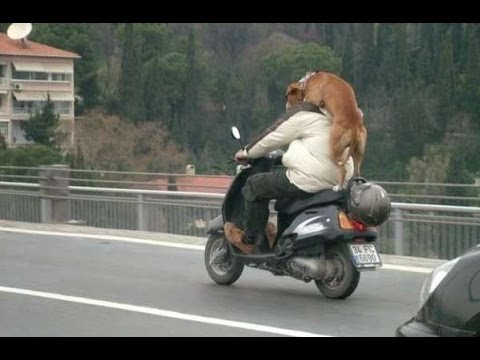 Perro que le Gusta Viajar en Moto