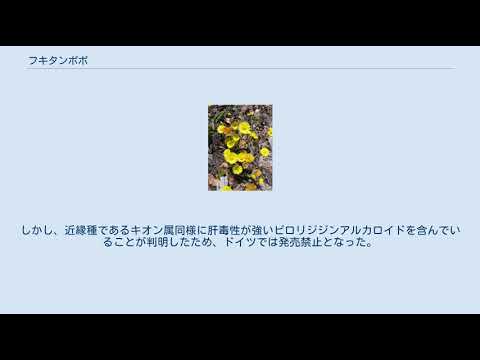 フキタンポポ 植物