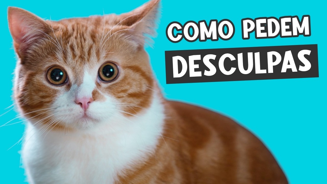 11 SINAIS QUE SEU GATO ESTÁ PEDINDO DESCULPAS! 🔥