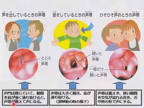 教育福祉学科 04 解剖生理と疾病④ 呼吸器系