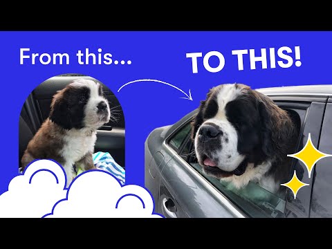 This St. Bernard Puppy Goes From Teeny-Tiny to HUGE | Watch Me Grow Up