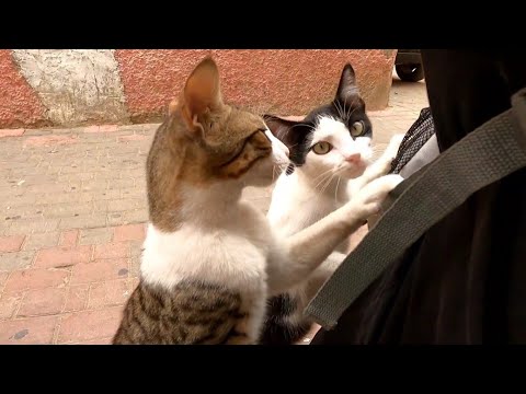 The Stray Cats Were Curious Because They Knew The Food Was In The Backpack.