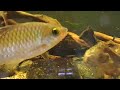 Synodontis sp. hybrid(6) Synodontis sp. hybrid(6)
