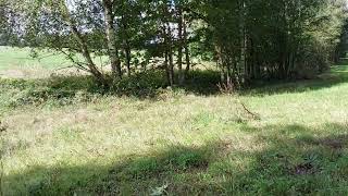 Haras de la planche piste en sous bois