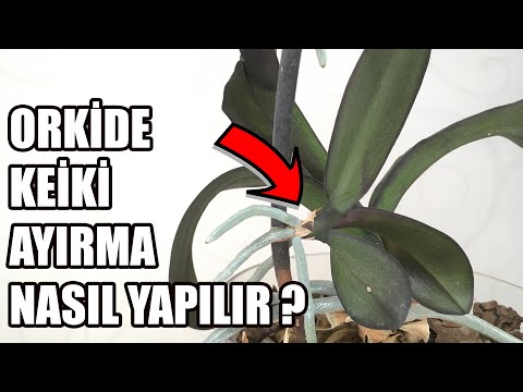 , title : 'Orkide Çoğaltma | Keiki Ayırma Nasıl Yapılır ?'