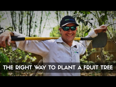 You Can Plant Fruit Trees LIKE A PRO!