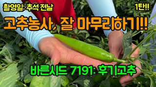 후물고추, 잘 길러서 돈 버는 방법!! 그리고 후기착과 정말 좋은 고추 종자 소개!!! 고추 농사 잘 짓는 …