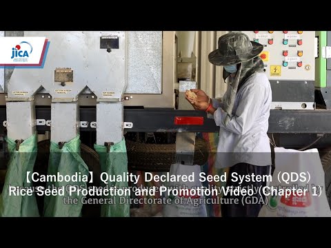 [Camboja] Sistema de Sementes Declaradas de Qualidade (QDS) Vídeo de Produção e Promoção de Sementes de Arroz (Capítulo 1)
