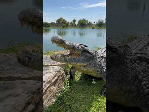 Largest Nile Crocodiles in the United States! #crocodile