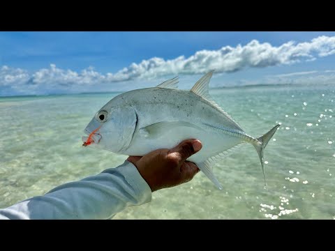 Christmas Island '23: Looking for Giant Trevally