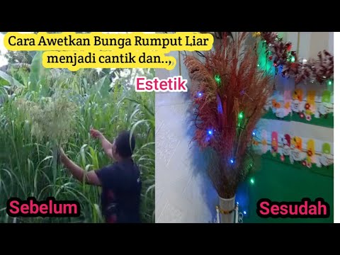CARA AWETKAN BUNGA RUMPUT AGAR KERING DAN DAN TAHAN LAMA.