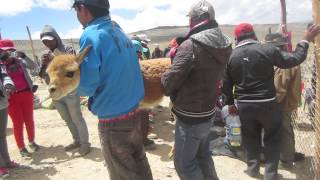 preview picture of video 'Vicuñas en Capillas Castrovirreyna Huancavelica'