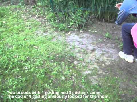 Goose dad looked for trapped mom