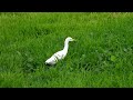 אנפות בקר עם הסבר קצר באנגלית Cattle Egrets