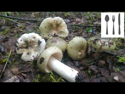 Gołąbek białozielonawy, gołąbek grynszpanowy (Russula aeruginea) Jaworzno 18.06.2017