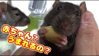 ファンシーラットの交尾から10日後、妊娠したかな？気になるねぇ～(ゆっくり実況音声あり)